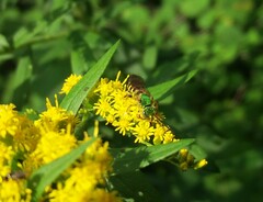 Agapostemon virescens