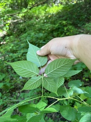 Rubus allegheniensis