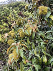 Chrysolepis chrysophylla