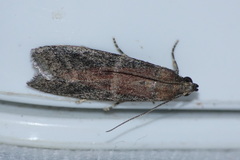 Phycitini