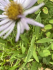Erigeron glacialis