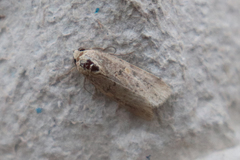 Spodoptera exigua