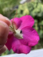 Lygaeoidea