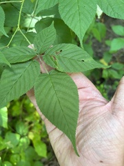 Rubus allegheniensis