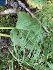 Symplocarpus foetidus