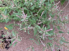 Atriplex prostrata