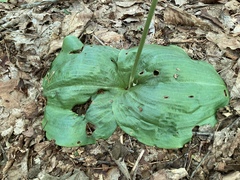 Platanthera orbiculata