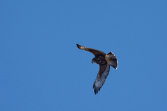 Parabuteo unicinctus