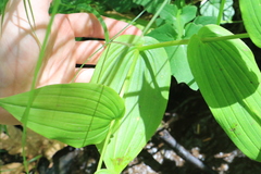 Streptopus amplexifolius