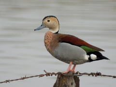 Callonetta leucophrys