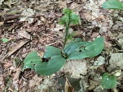 Platanthera orbiculata