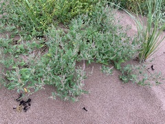 Atriplex prostrata