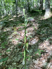 Platanthera orbiculata