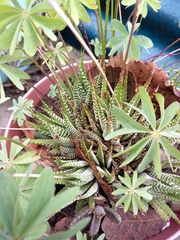 Haworthiopsis fasciata