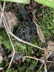 Symplocarpus foetidus