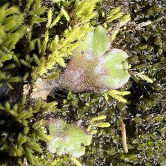 Marchantia polymorpha montivagans