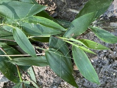 Dichanthelium latifolium