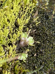 Marchantia polymorpha montivagans