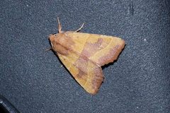 Atethmia centrago