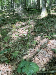 Platanthera orbiculata