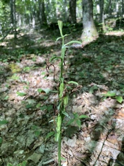 Platanthera orbiculata