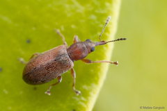 Nemonychidae