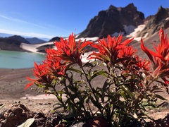 Castilleja applegatei