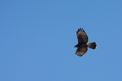 Parabuteo unicinctus