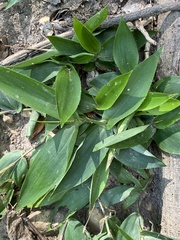 Dichanthelium latifolium