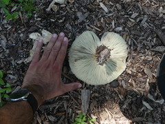 Leucocoprinus cepistipes