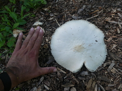 Leucocoprinus cepistipes