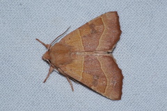 Atethmia centrago