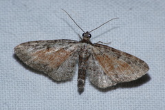 Eupithecia icterata