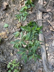 Dichanthelium latifolium