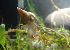 Lymnaea