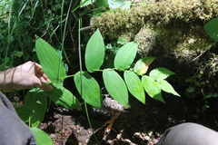 Streptopus amplexifolius
