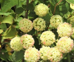 Angelica capitellata