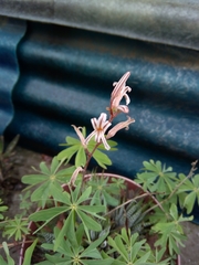 Haworthiopsis fasciata