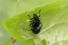 Typophorus nigritus