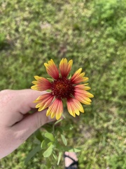 Gaillardia pulchella