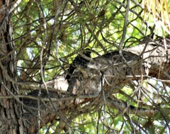 Dryobates nuttallii