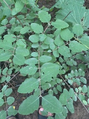 Symphoricarpos occidentalis