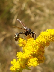 Eumenes crucifera