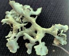 Xanthoparmelia chlorochroa