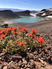 Castilleja applegatei