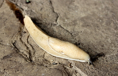 Urocyclidae