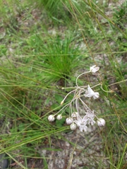 Asclepias cinerea