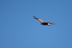 Parabuteo unicinctus