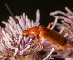 Rhagonycha fulva