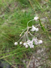 Asclepias cinerea